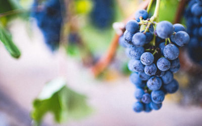 The First Fruits