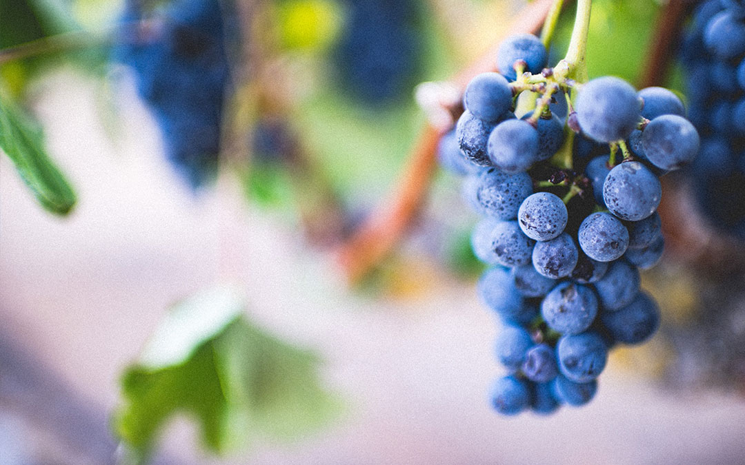 The Firstfruits