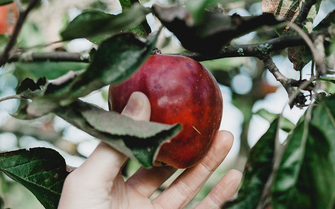 Temptation and the Christian