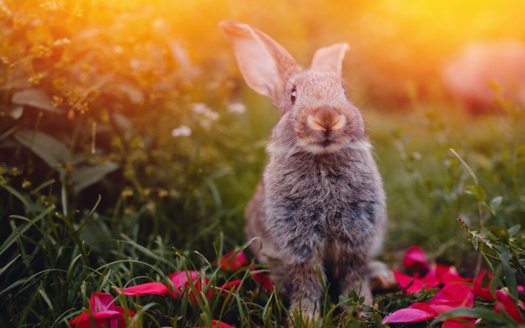 The Rabbit Trail